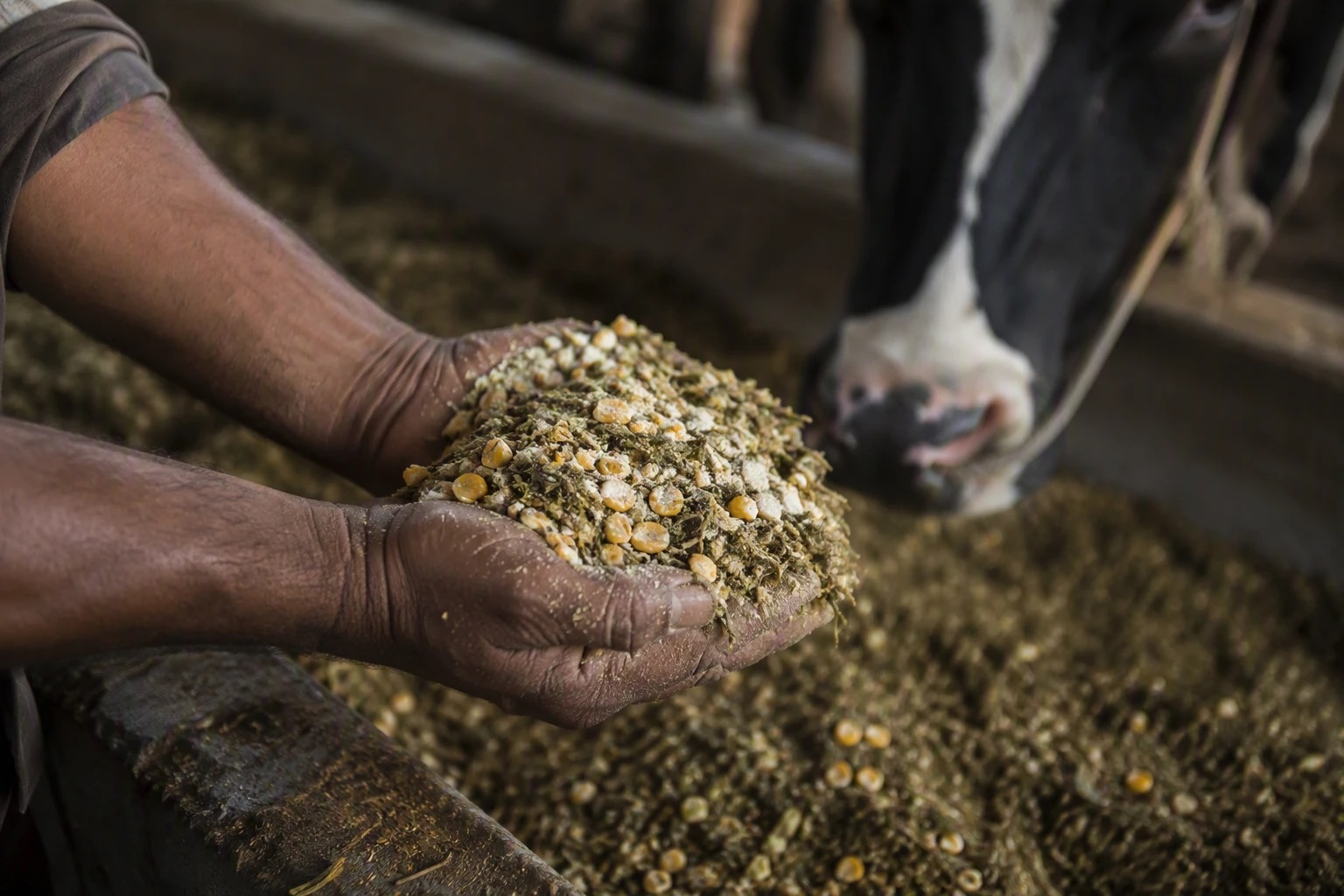 Hand holding formulated TMR ration with a dairy cow in the background