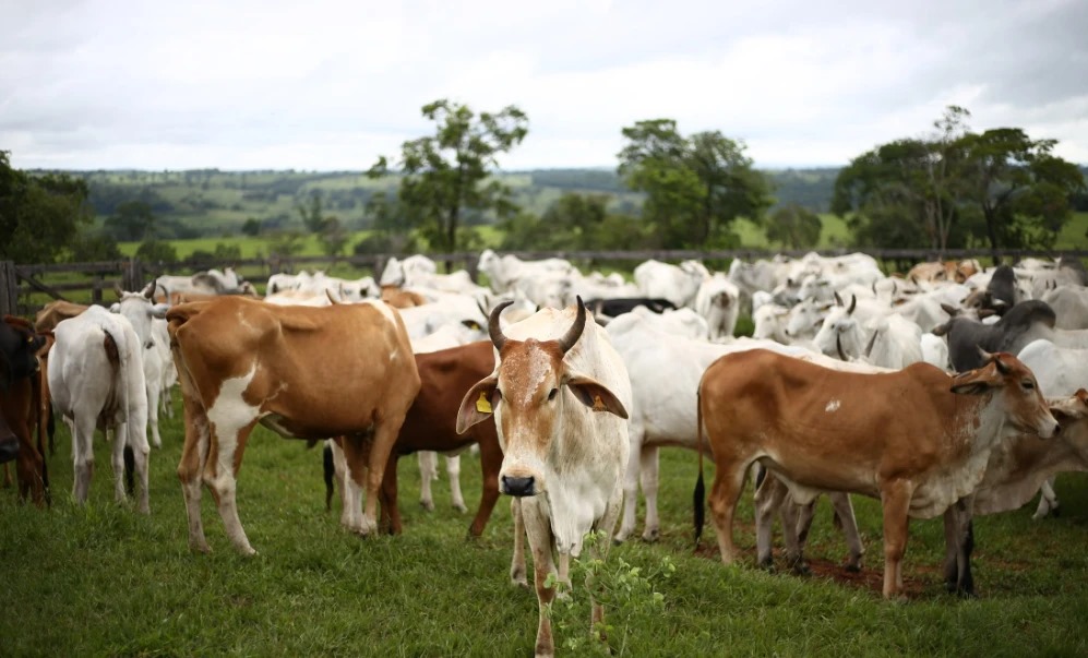 A large herd of cattle standing in a green pasture, with a white and tan cow looking at the camera