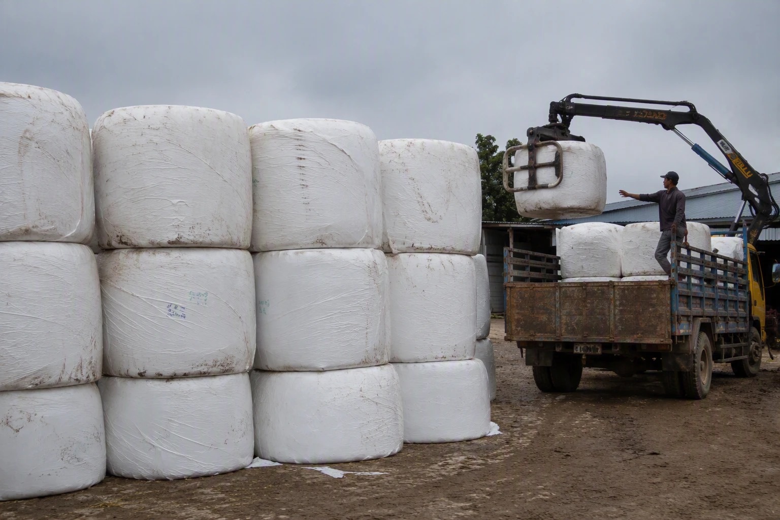 Crane loading preserved silage bales onto a truck for merchant supply