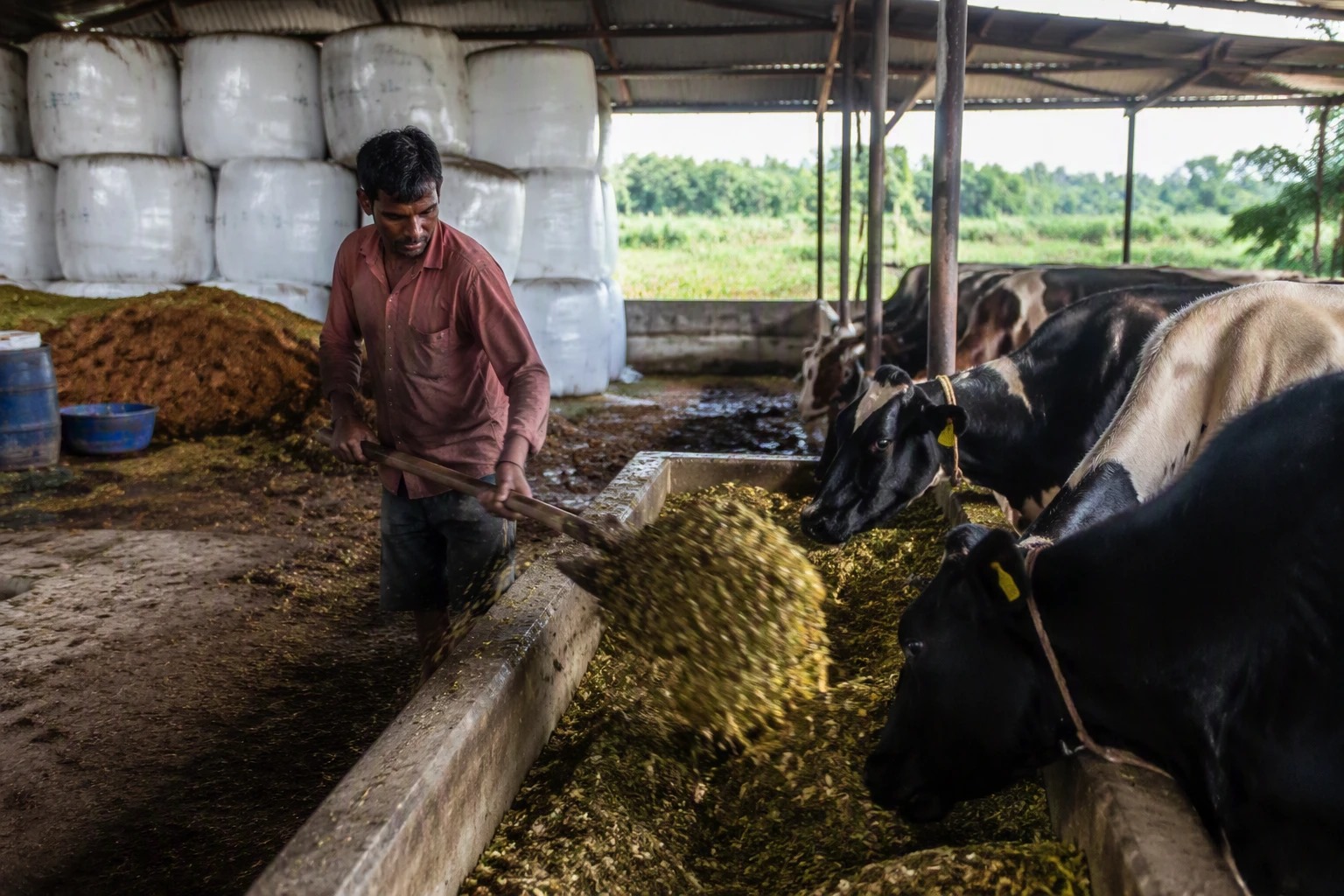 Worker feeding formulated TMR ration to dairy cattle at a Veridia facility